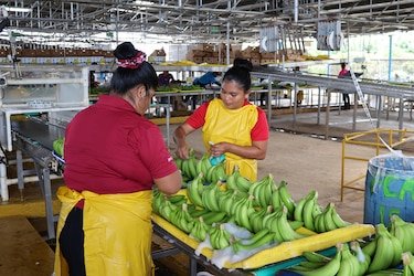 Chiquita moderniza 17 empacadoras de banano en Bocas del Toro