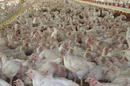 Avicultores de Panamá apoyan al Gobierno en disputa con Costa Rica