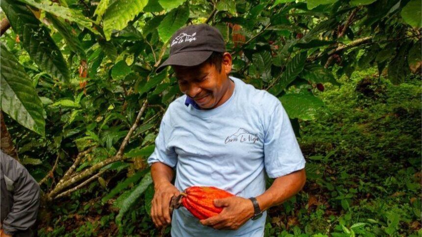 Panamá logra primera certificación Bird Friendly para cacao