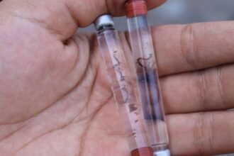 Dengue en Panamá: 2,035 casos y seis muertes en 2026