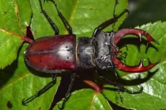 Descubren nueva especie de escarabajo longicornio en Panamá