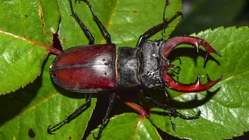 Descubren nueva especie de escarabajo longicornio en Panamá