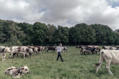 Panamá mantiene estatus libre de riesgo por vacas locas: OMSA