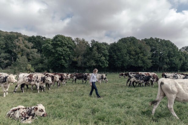 Panamá mantiene estatus libre de riesgo por vacas locas: OMSA