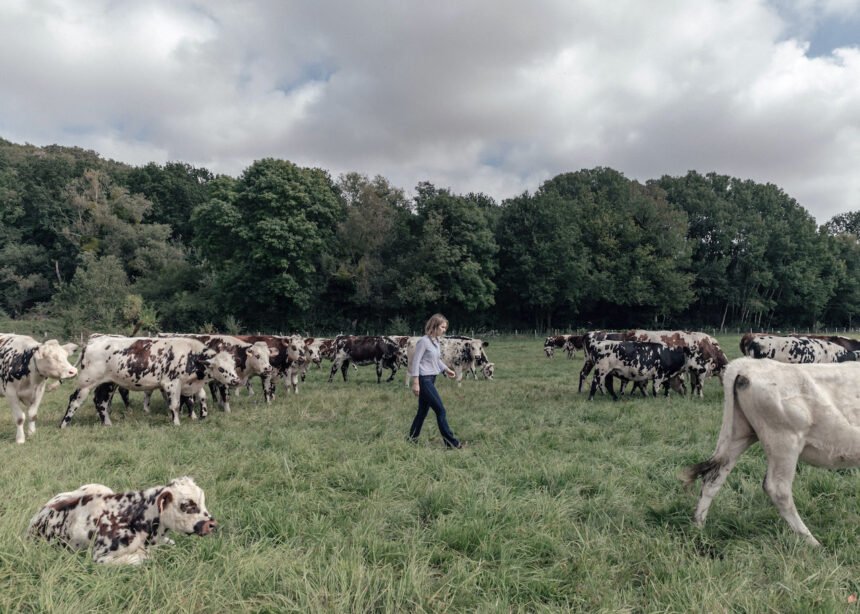 Panamá mantiene estatus libre de riesgo por vacas locas: OMSA